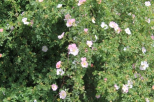 Rosa silvestre en Primavera (Foto Fundación Cerezales)