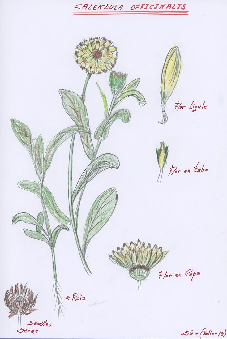 Caléndula | Herbarium